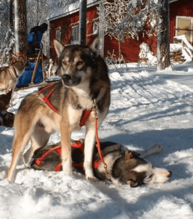 Snow Fun Finland Husky Adventures