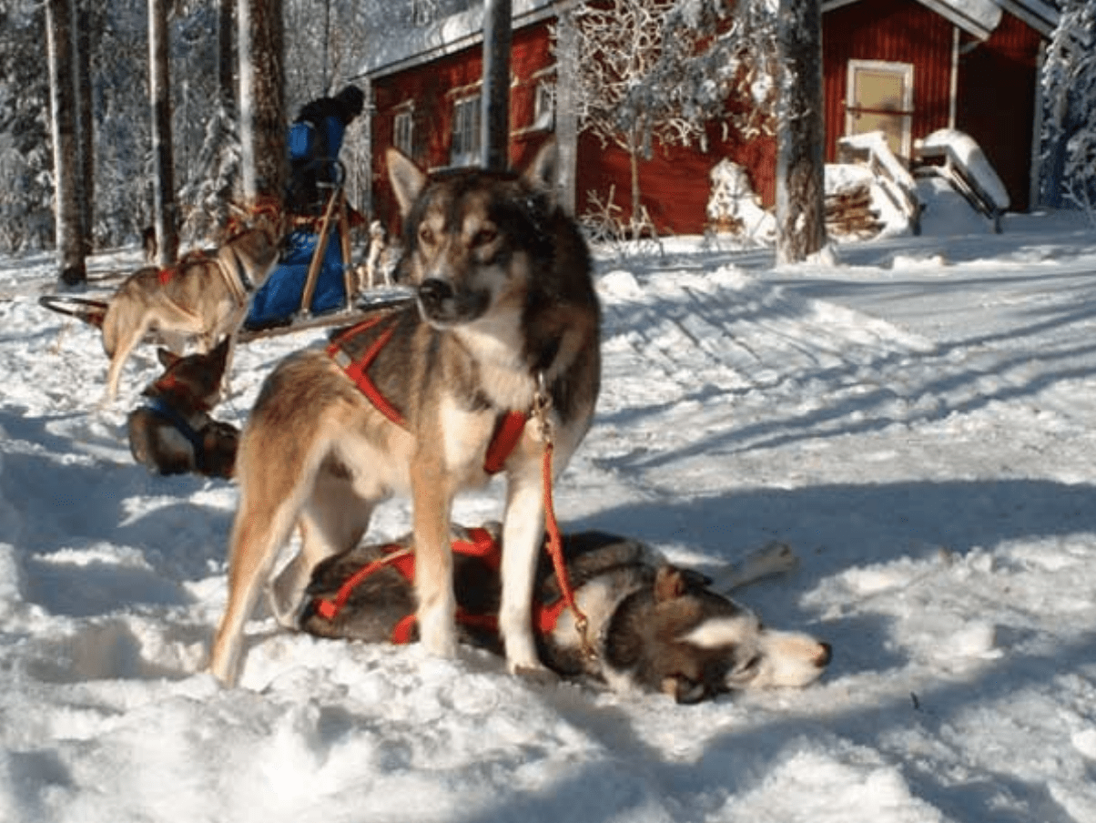 Snow Fun Finland Husky Adventures